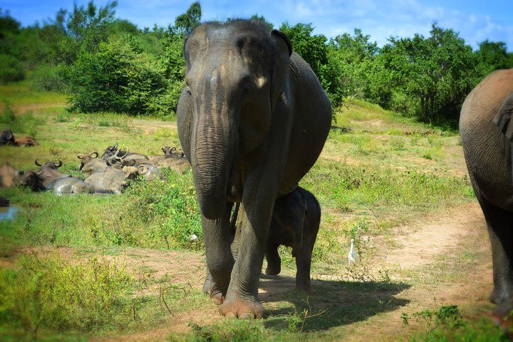 Udawalawe National Park | Full Day Safari Tour  image