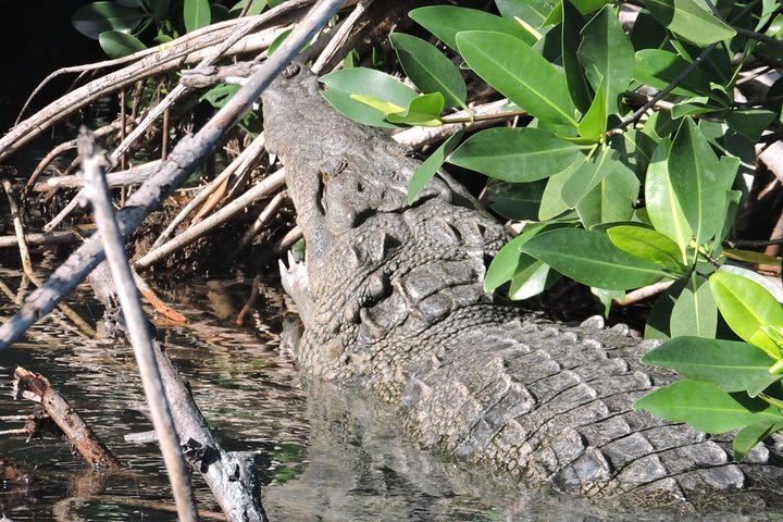 Crocodile Adventure Boat Tour in Cancun image