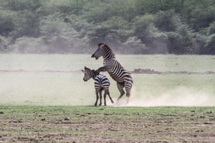 3 Days Tanzania Safari- Tarangire Np, Lake Manyara Np and Ngoronroro Crater image