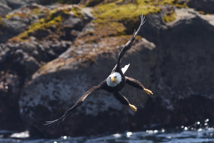 Private Zodiac Whale Watching Adventure from Victoria  image