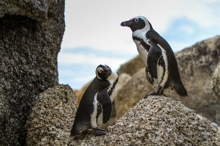 Cape of good hope boulders beach penguins and wine image