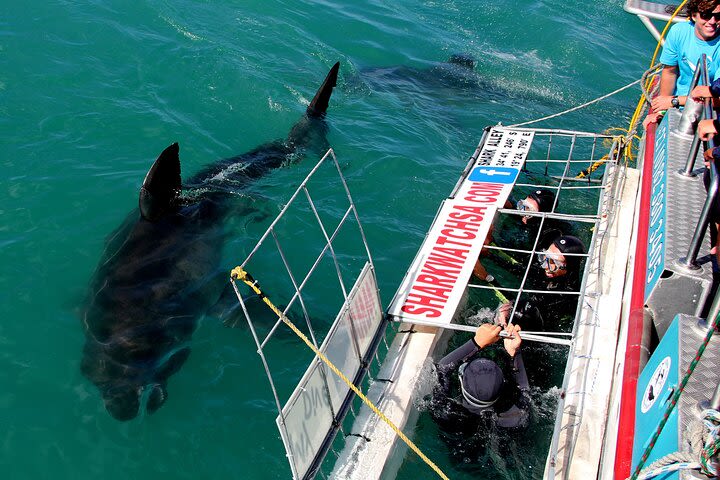 Cape Town: Shark Cage Diving & Penguins Tour to Gansbaai with private transfers image