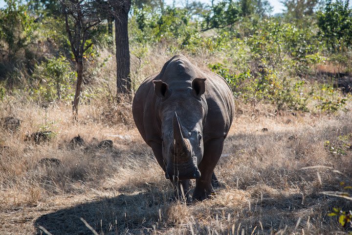 White Rhino Walk in the Mosi oa Tunya image