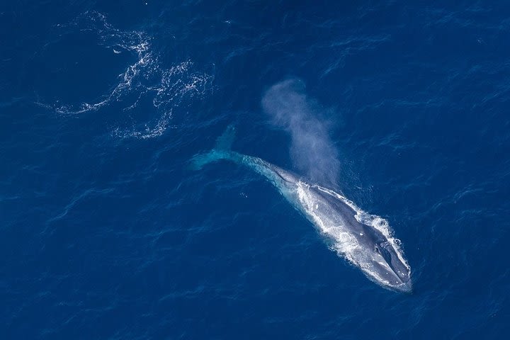 Small-Group Animal Friendly Whale Watching by Air in Habaraduwa image