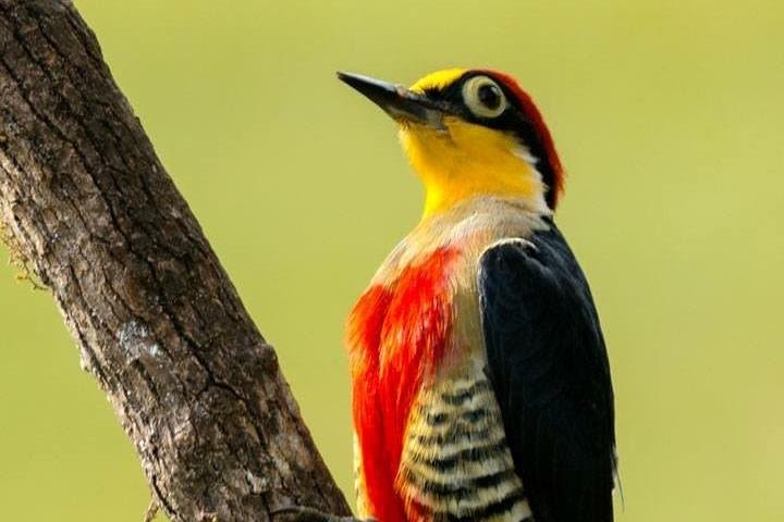 Birdwatching tour to Tijuca National Park with Pica-pau Tours image