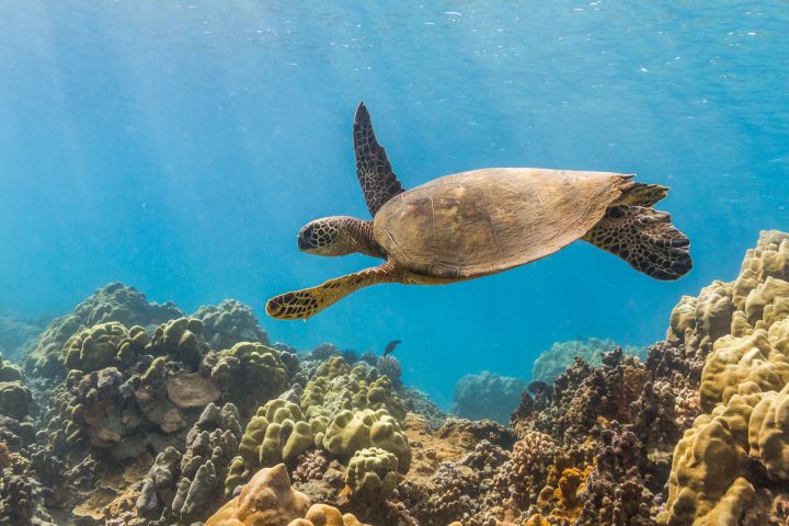 Lana'i Snorkel and Dolphin Watch image