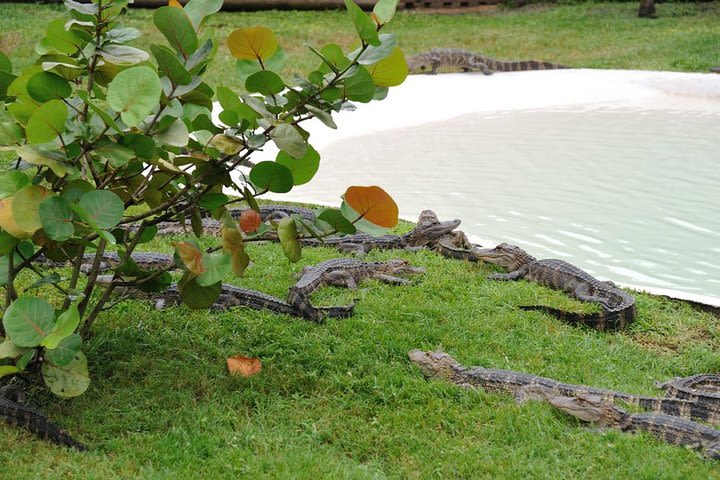 Gem Mine Experience at Boggy Creek Adventures  image