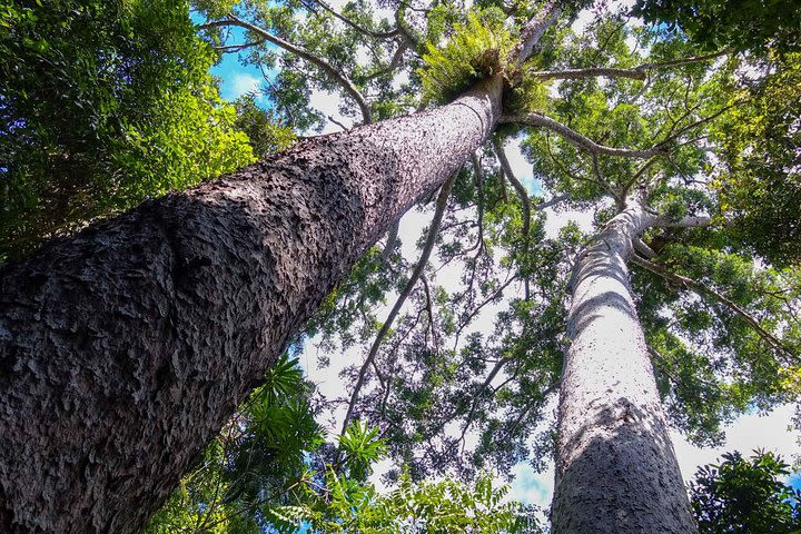 Paronella Park and Millaa Millaa Falls Full-day Tour from Cairns image