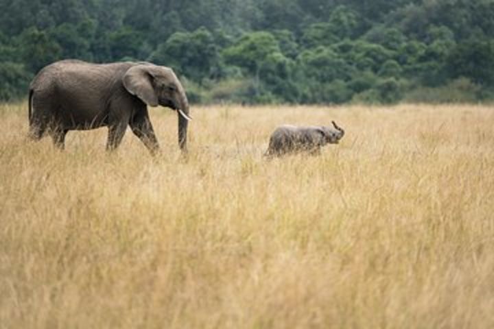 5 days joining safari Tarangire, Serengeti, Ngorongoro and lake Manyara image