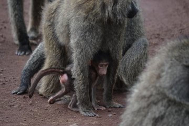 5 Days Tarangire ,Serengeti.Ngorongoro and Lake manyara image