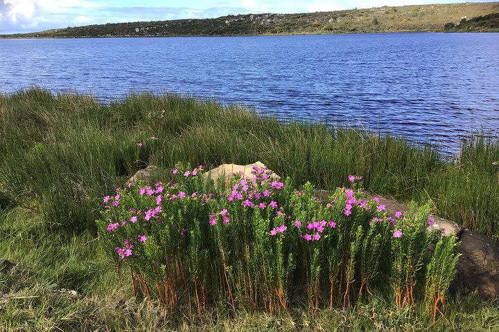 Guided Hikes in the Kogelberg  image