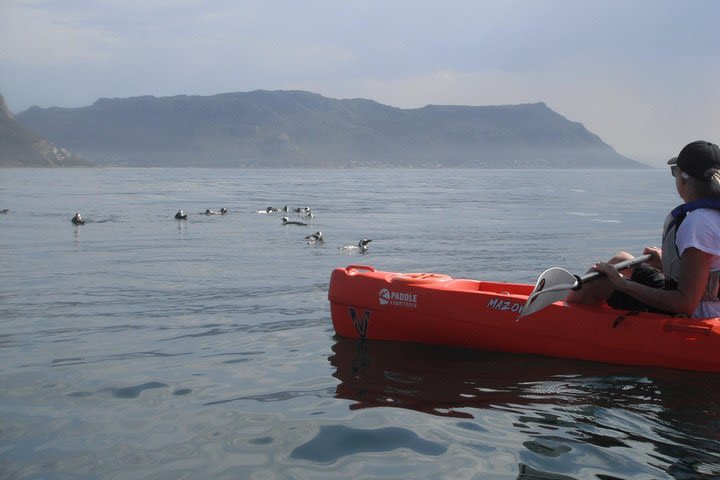 Simon's Town Kayak Trip image