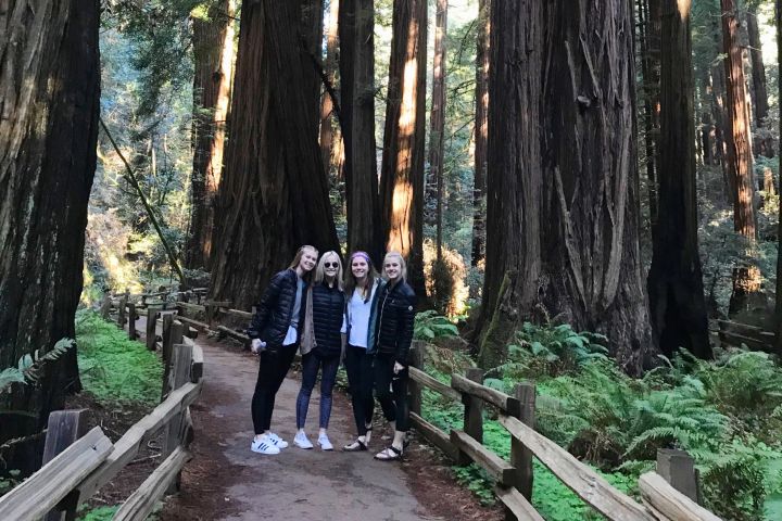 3-Hour Private Muir Giant Redwoods Trees and Sausalito Tour image