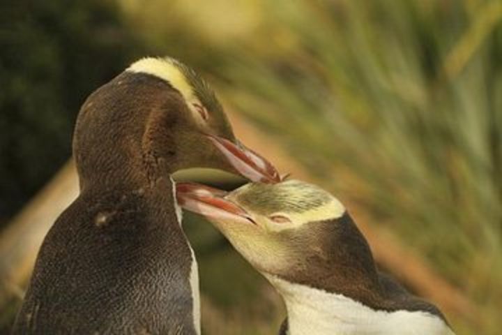 Dunedin and the Otago Peninsula Wildlife Tour image