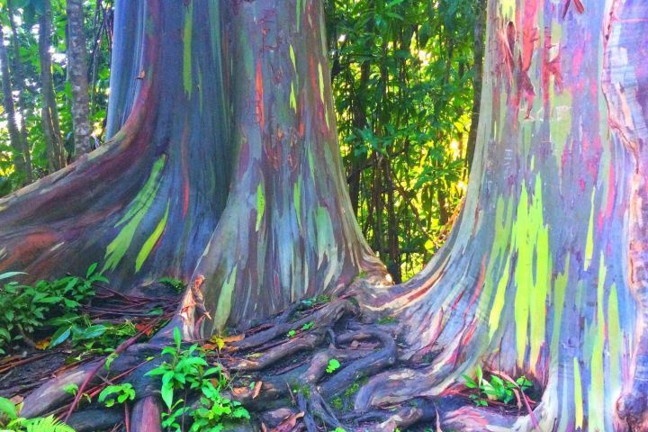 Kona Cloud Forest & Coffee Tour image