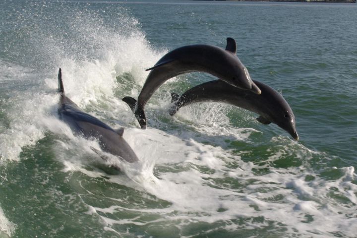 St. Pete Beach Dolphin Racer Adventure image