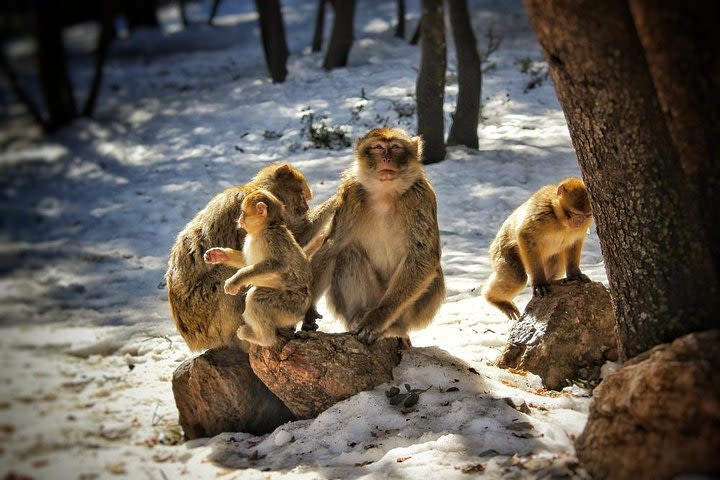 Excursion From Fez to the Middle Atlas Mountains image