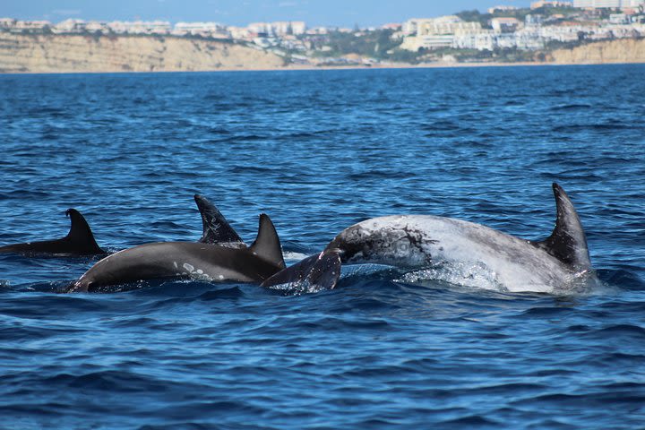 Dolphin-Watching in Marina de Lagos image