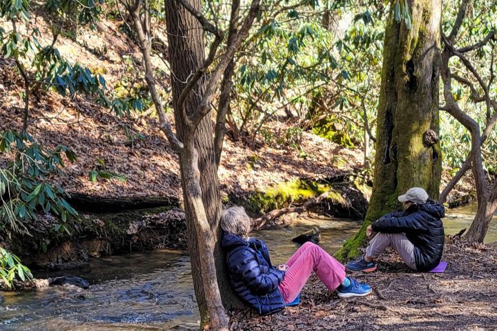 Relaxing Forest Bathing Walk in Asheville's Blue Ridge Mountains image