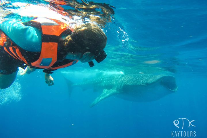 Swim with Whale Sharks in Cancun image