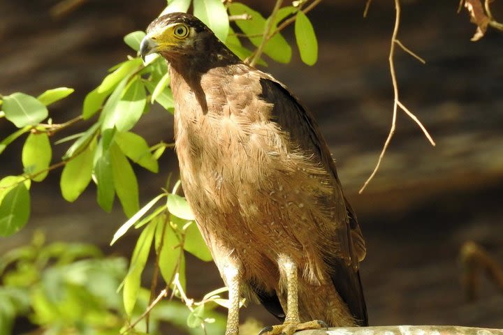 Guided Tour To Menar Lake & Menar Bird Sanctuary From Udaipur image