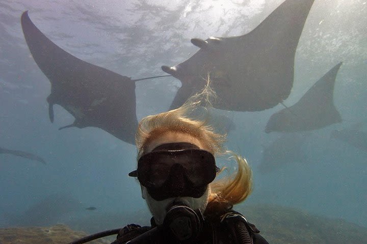 Try Dive with Manta Rays in Bali image