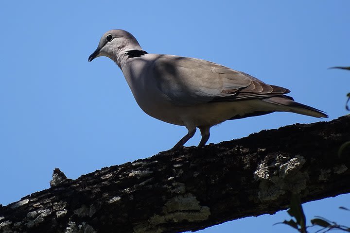 Half Day Birding Safari Experience  image