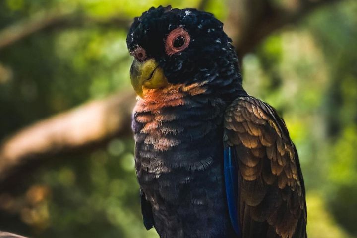 Eco Plan: National Aviary & Beach Lunch image