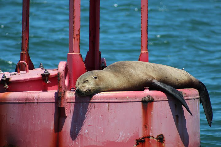 Luxury Sailing Experience on San Diego Bay - Small Group - Afternoon image