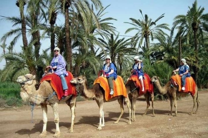 Marrakech Palmeraie: Camel Ride at Sunset image