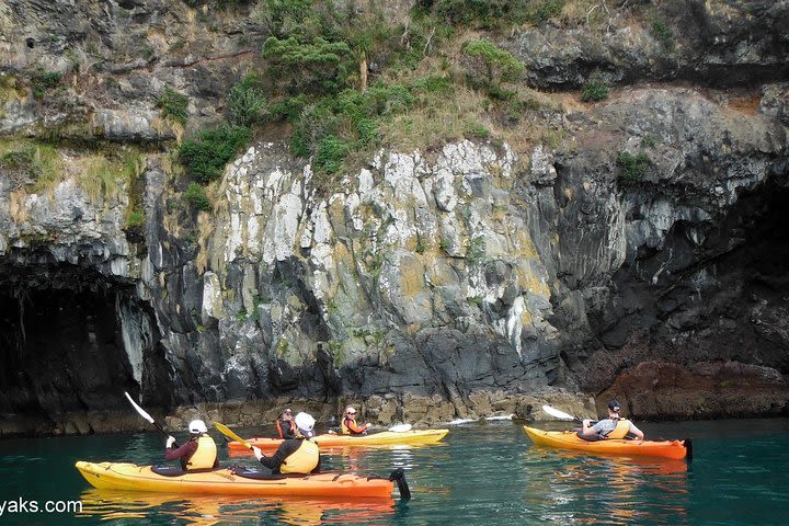 Sunrise wildlife sea kayaking in Akaroa marine reserve image