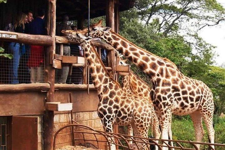 Nairobi National Park, Elephant Orphanage, Giraffe Center & Karen Blixen Museum image