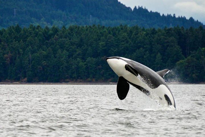 Juneau Whale Watching and Salmon Bake image