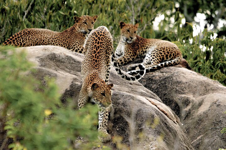 Bundala National Park Safari from Bentota image