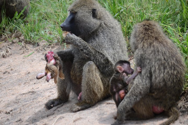  8 Days Serengeti Big Five Safari Join Group  image