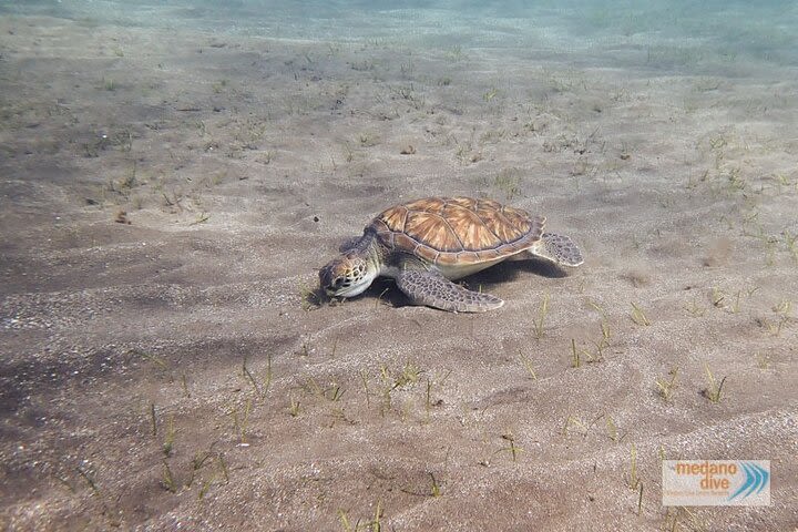 Snorkeling Excursion In South Tenerife - 3,5 Hours image