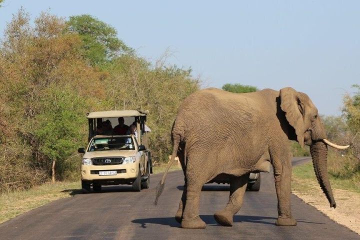 2-Day Kruger Fly-in Big 5 Safari Tour image