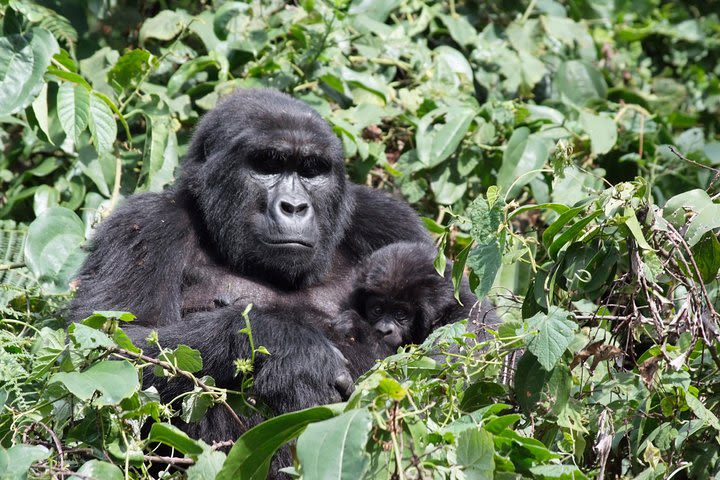 5 Day Gorillas and White Water Rafting Uganda Safari Adventure image