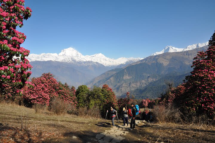 Kathmandu, Bhaktapur & Pokhara tour, Annapurna Region Trekking -14 days image