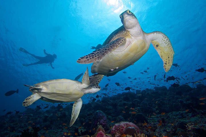 Night Snorkeling Experience in Dhiffushi Island image