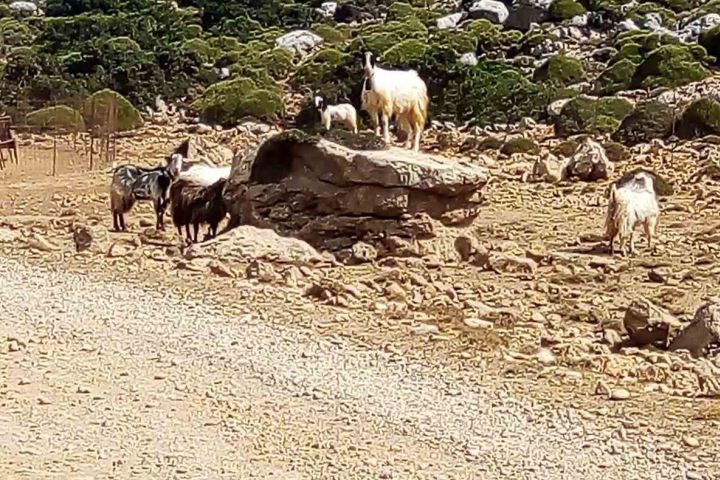 Adventurous Snorkeling Boat Trip image