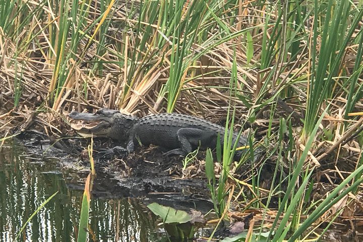 Private 2-Hour Airboat Tour of Miami Everglades image