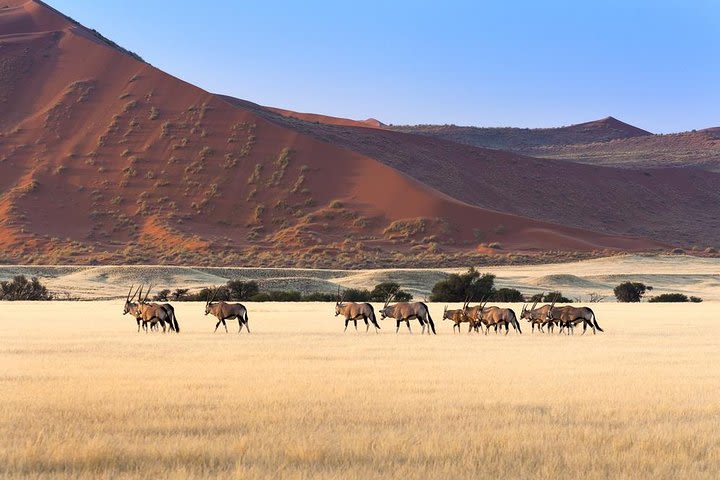 8 days Etosha NP, Swakopmund, Sossusvlei Lodging  image