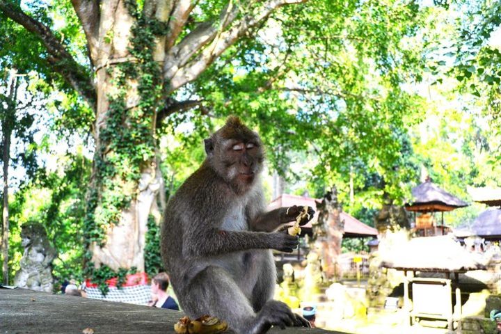 Water Rafting Adventure and Ubud Highlight Tours image