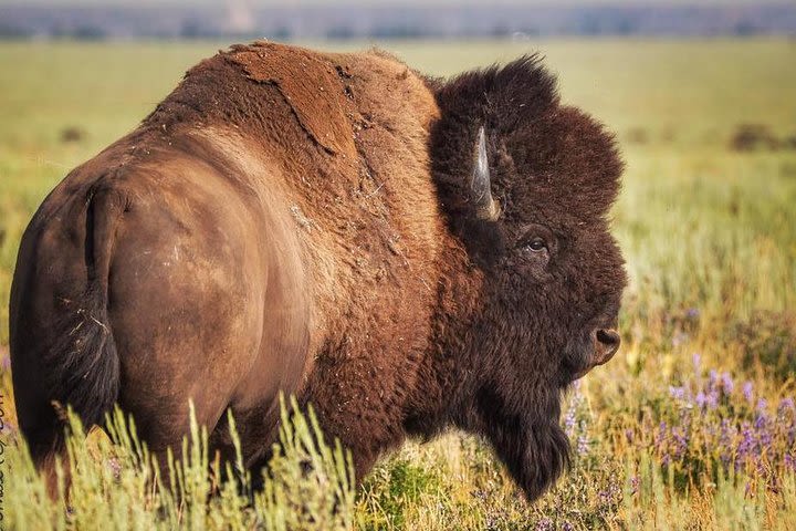 Yellowstone Old Faithful, Waterfalls and Wildlife Day Tour  image