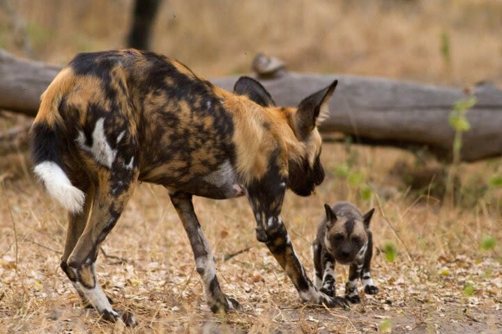 3 Days Nyerere National Park (Selous) Safari from Zanzibar image