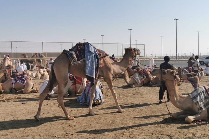 Half-Day Private Guided Camel Race Tour in Qatar image