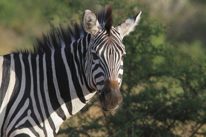 1 Day Lake Mburo National Park Expedition image