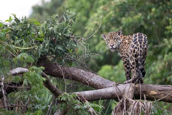 3-Day All Inclusive Private Guided Pacaya Samiria National Reserve from Iquitos image