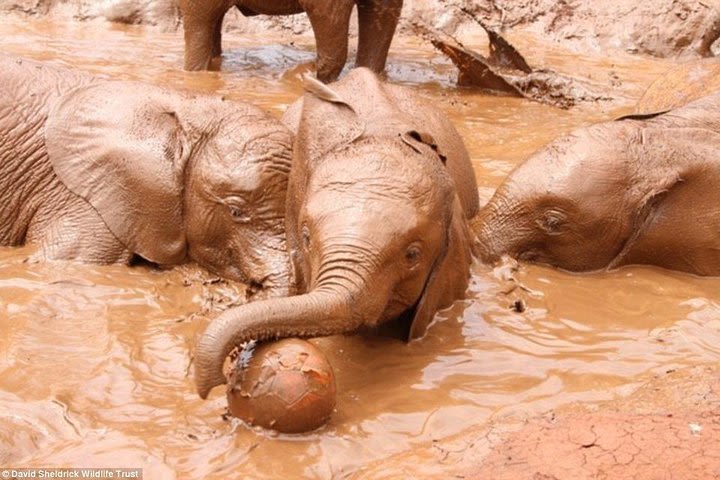 Giraffe Center, David Sheldrick Orphanage & Kazuri Bead Factory Half-Day Tour image